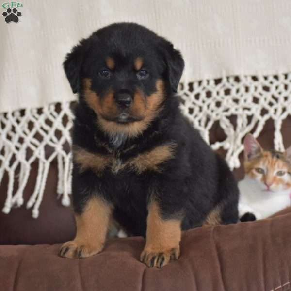 Ava, Rottweiler Mix Puppy